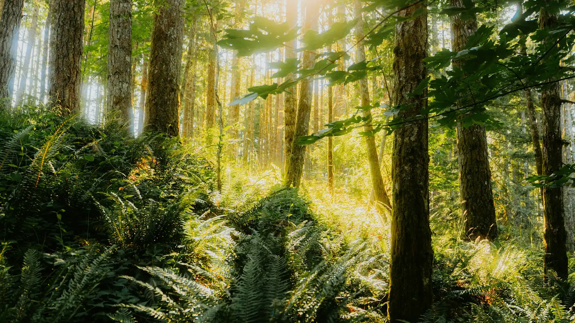 Sunlight finding its way through a green forest canopy