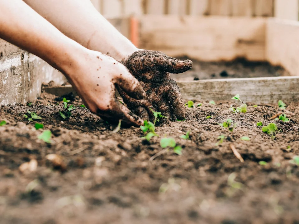 Hands carefully planting a seedling in dark garden soil
