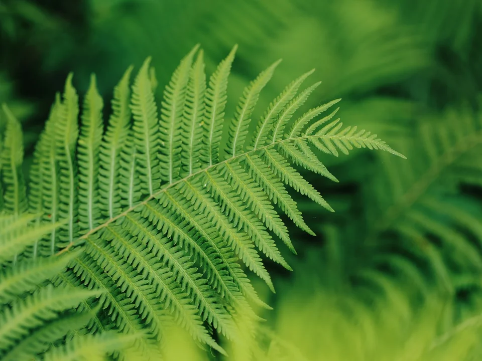 Soft green fern fronds unfurling in natural light